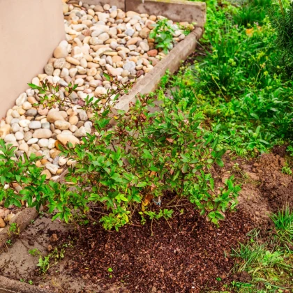 Borůvka kanadská - Vaccinium corymbosum - sazenice borůvky - 1 ks