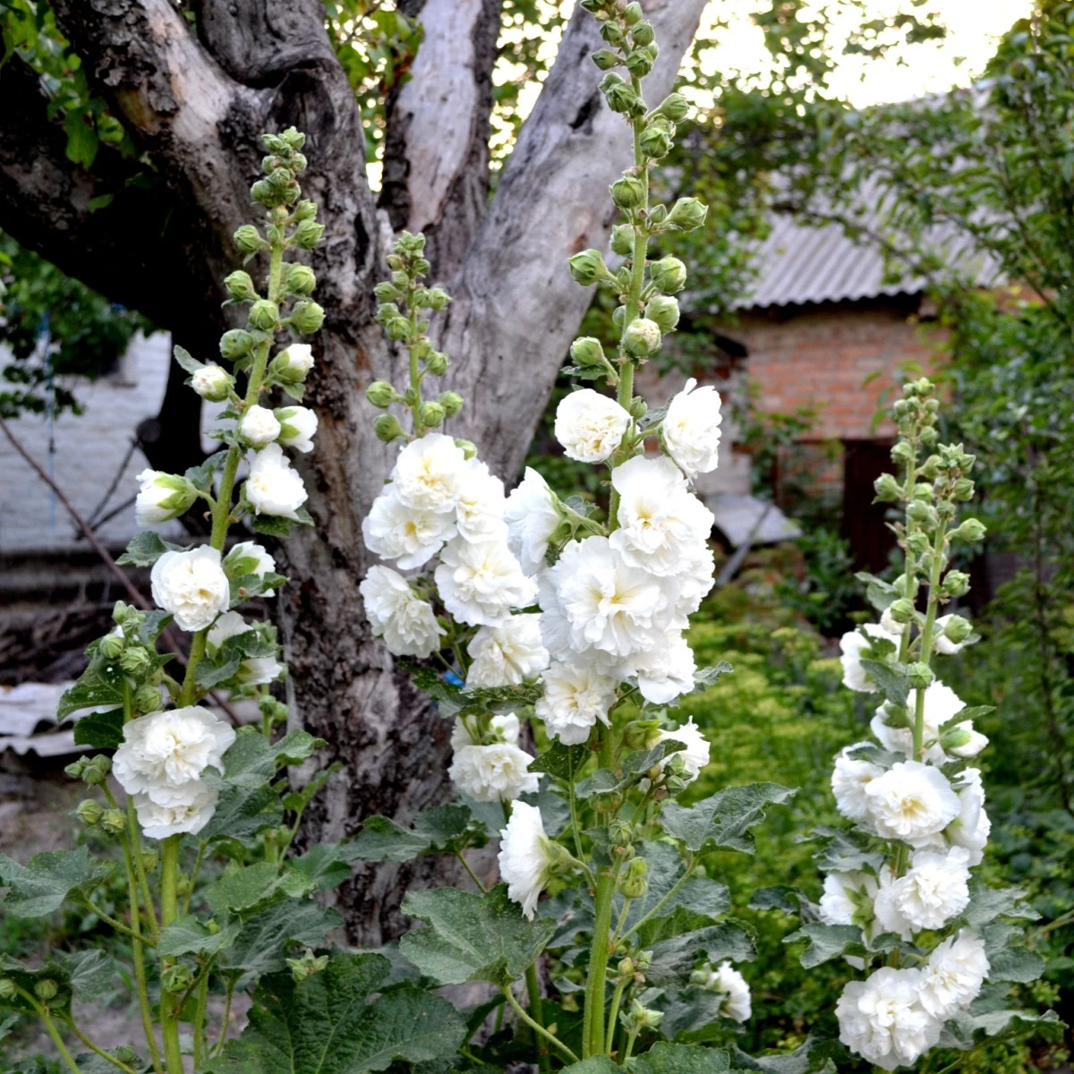 Topolovka bílá - Alcea - prostokořenné sazenice topolovky - 1 ks