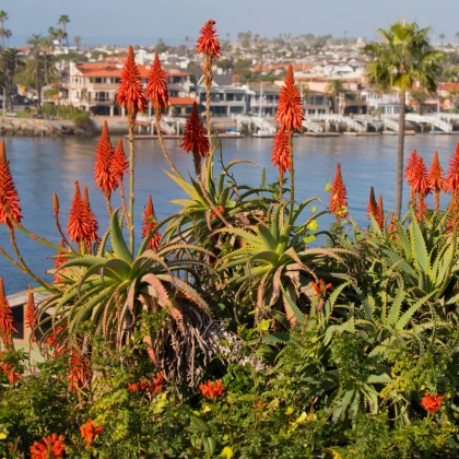 Mnohokvět Nancy Red - Kniphofia - prostokořenné sazenice mnohokvětu - 1 ks