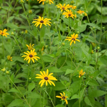 Třapatka okázalá Speciosa - Rudbeckia speciosa - prostokořenné sazenice třapatky - 1 ks