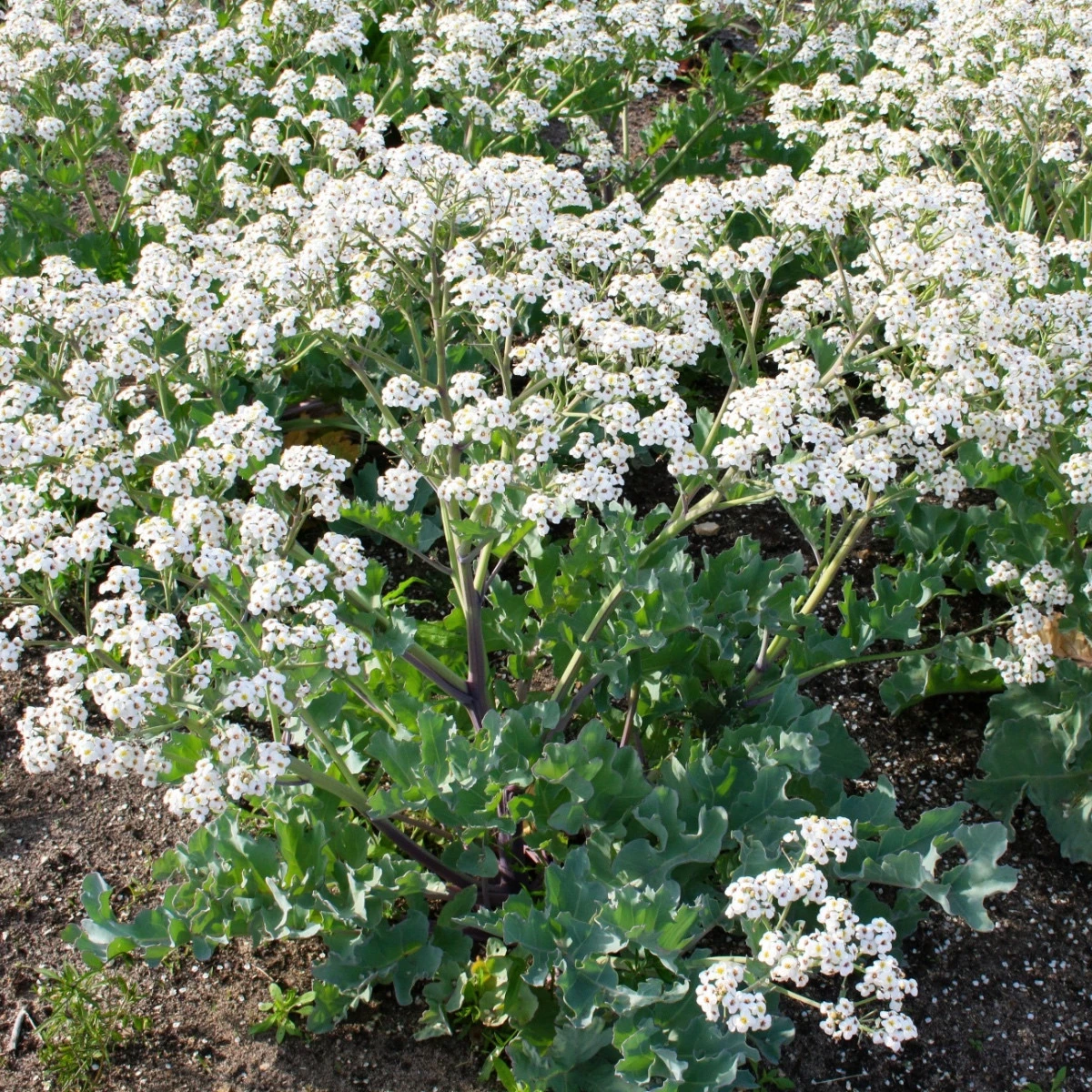 BIO Katráň přímořský - Crambe maritima - bio semena katráně - 4 ks
