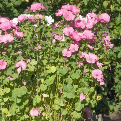 BIO Slézovec růžový - Lavatera trimestris - bio semena slézovce - 40 ks