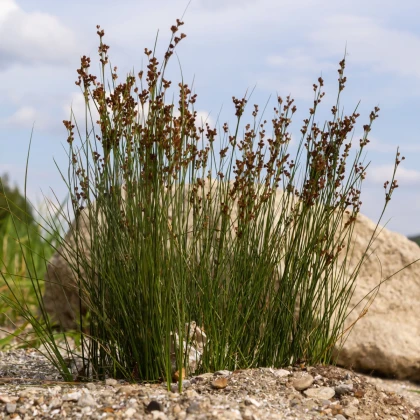Sítina rozkladitá Spiralis - Juncus effusus - semena sítiny - 20 ks