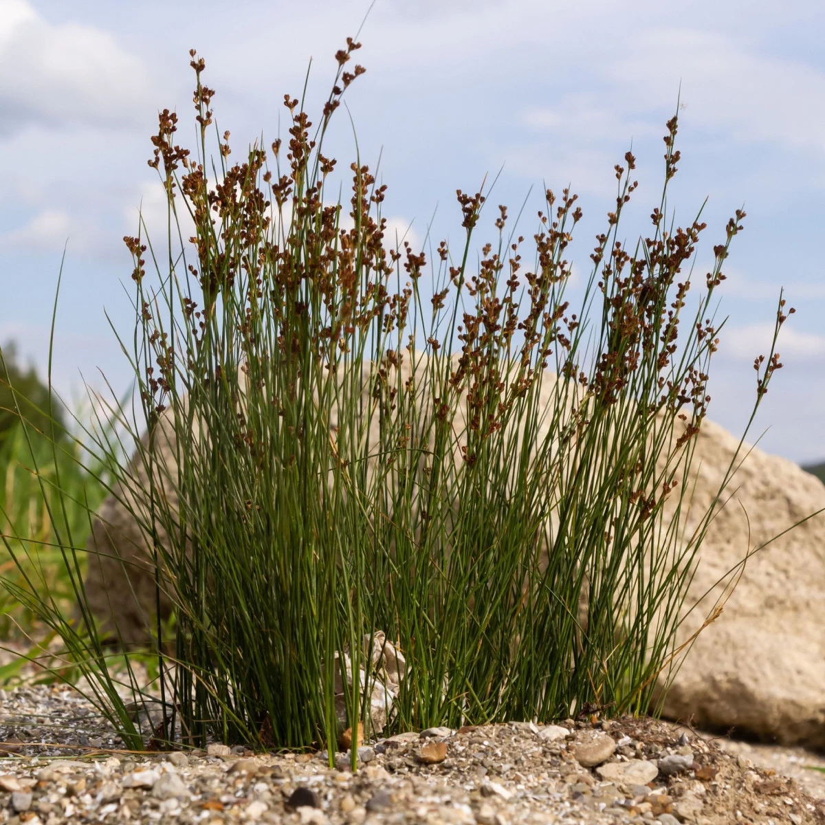 Sítina rozkladitá Spiralis - Juncus effusus - semena sítiny - 20 ks