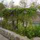 BIO Povíjnice fialová - Ipomoea purpurea - bio semena povíjnice - 30 ks