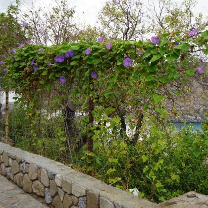 BIO Povíjnice fialová - Ipomoea purpurea - bio semena povíjnice - 30 ks