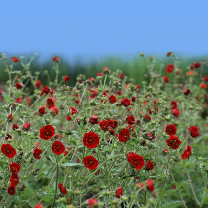 Kuklík chilský Red Dragon - Geum chiloense - semena kuklíku - 20 ks