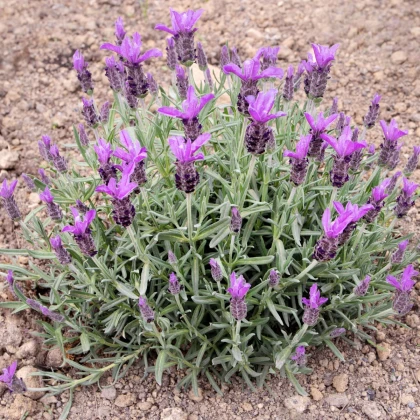 Levandule korunkatá - Lavandula stoechas - semena levandule - 20 ks