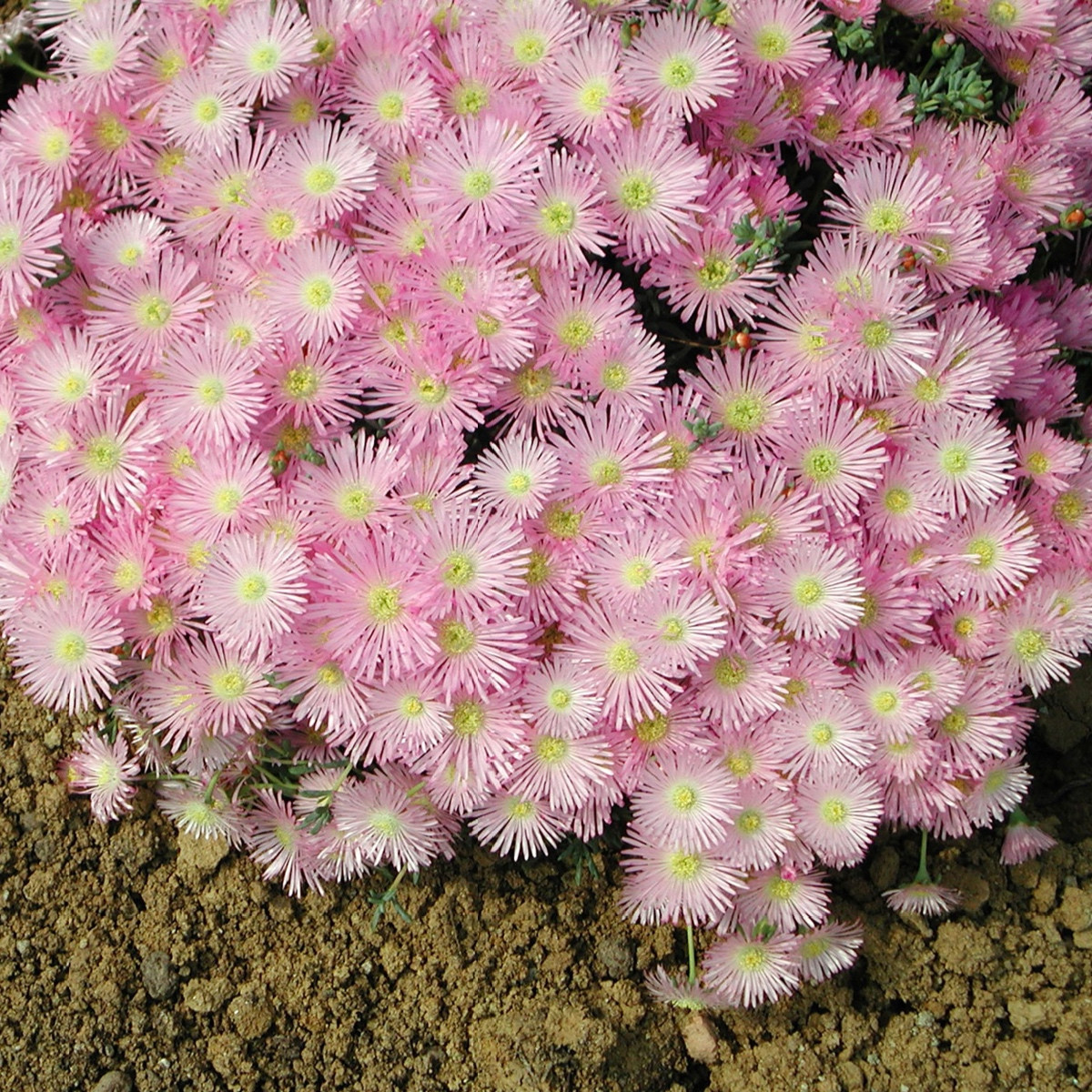 Lampranthus růžový - Lampranthus filicaulis - semena lampranthus - 10 ks