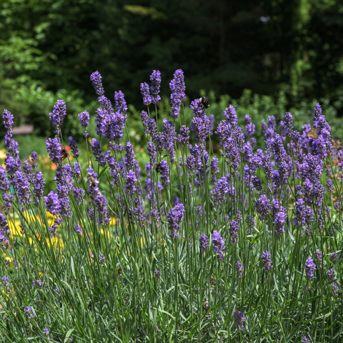 Levandule Hidcote Blue Strain - Lavandula angustifolia - semena levandule - 30 ks