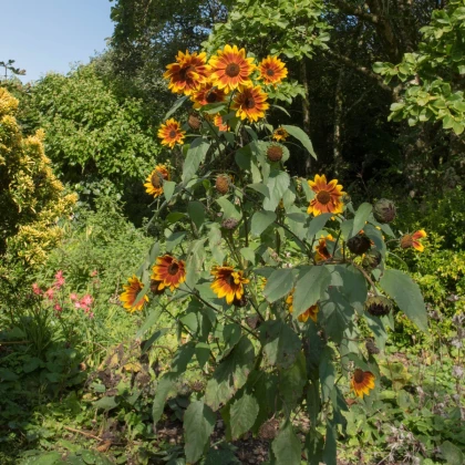 Slunečnice Ring of Fire - Helianthus annuus - semena slunečnice - 8 ks