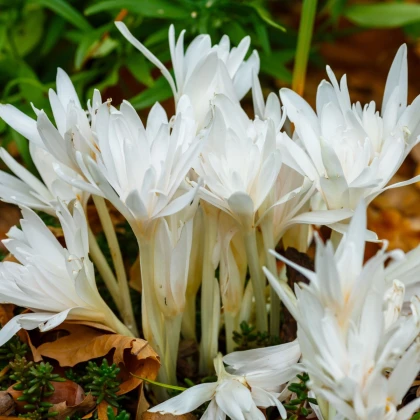 Ocún plnokvětý bílý - Colchicum alboplenum - hlízy ocúnu - 1 ks