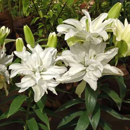 Lilie plnokvětá Roselily Aisha - Lilium - cibule lilie - 1 ks