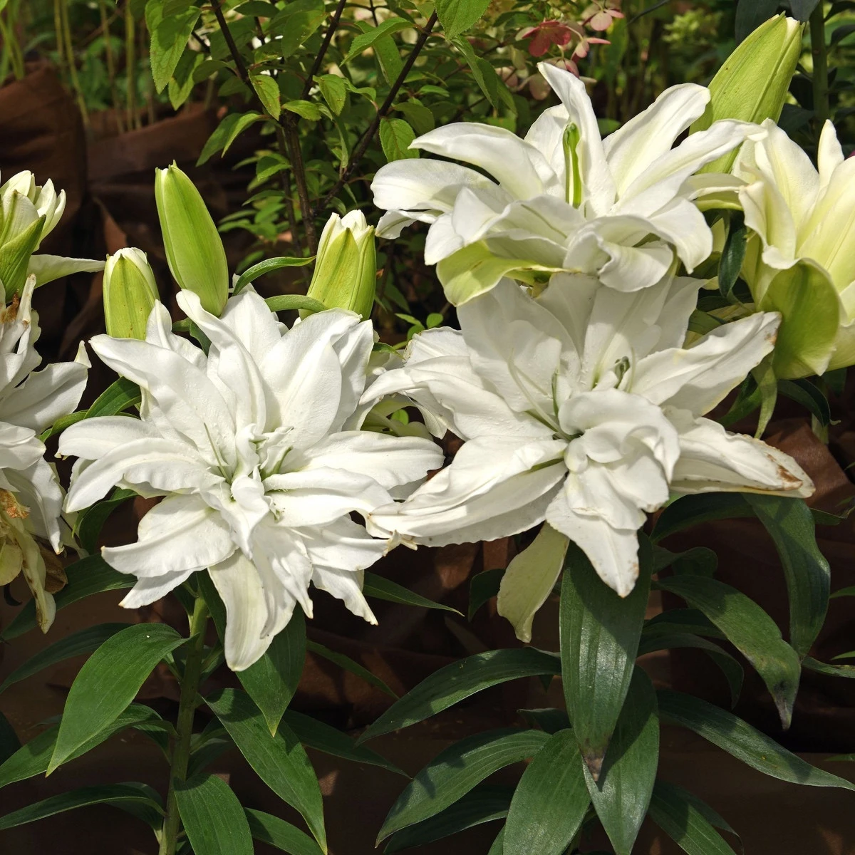 Lilie plnokvětá Roselily Aisha - Lilium - cibule lilie - 1 ks