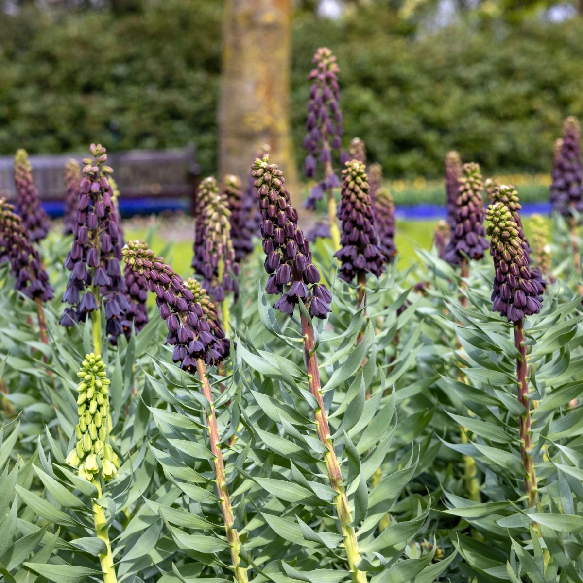 Řebčík perský Adiyaman - Fritillaria persica - cibule řebčíku - 1 ks