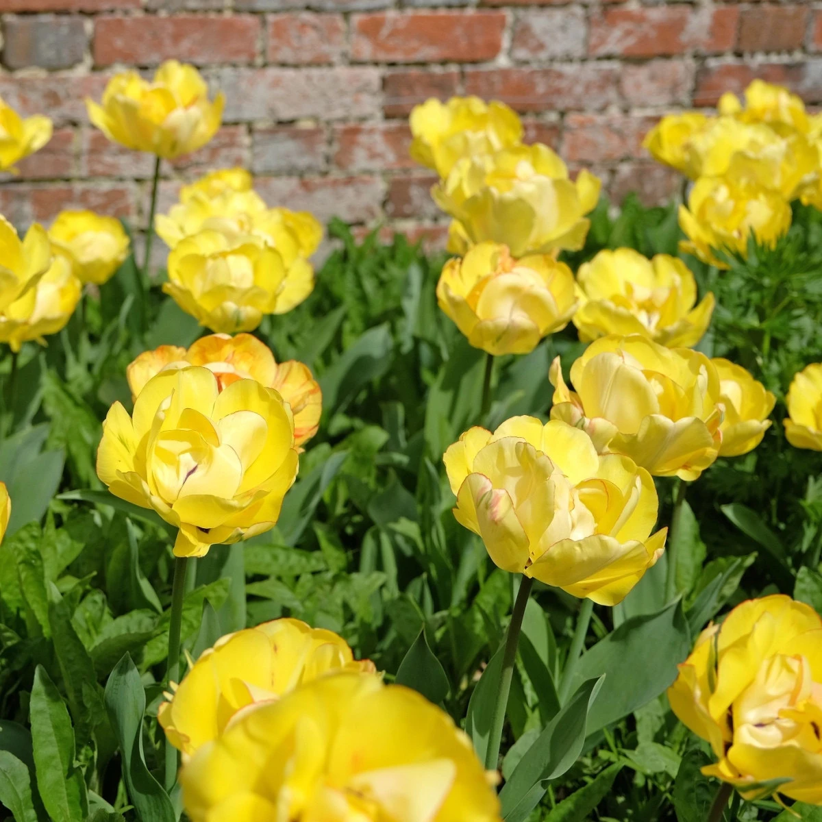 Tulipán plnokvětý Akebono - Tulipa - cibule tulipánu - 3 ks