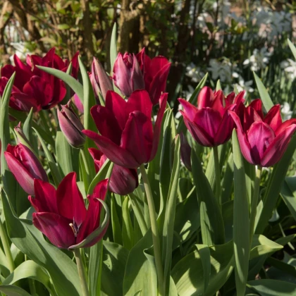 Tulipán Merlot - Tulipa - cibule tulipánu - 3 ks