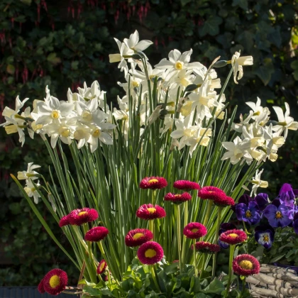 Narcis Toto - Narcissus - cibule narcisu - 3 ks