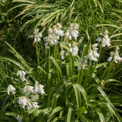 Hyacintovec španělský bílý - Hyacinthoides hispanica - cibule hyacintovce - 5 ks