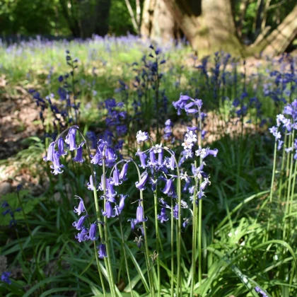 Hyacintovec britský - Hyacinthoides non scripta - cibule hyacintovce - 5 ks