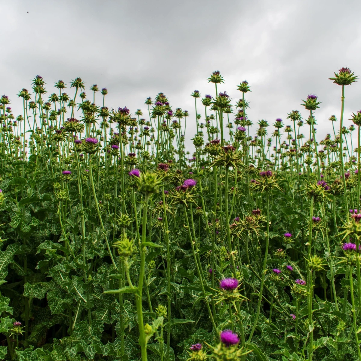 BIO Ostropestřec mariánský - Silybum marianum - semena ostropestřce - 35 ks