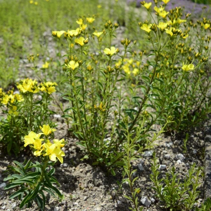 Len žlutý - Linum flavum - semena lnu - 100 ks