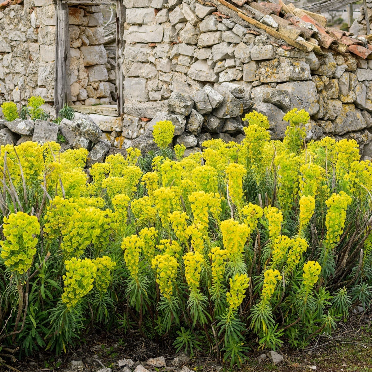 Pryšec statný - Euphorbia characias - semena pryšce - 18 ks