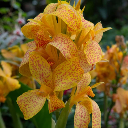 Dosna Picasso - Canna - hlízy dosny - 1 ks