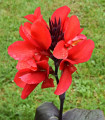 Dosna Black Knight - Canna - hlízy dosny - 1 ks