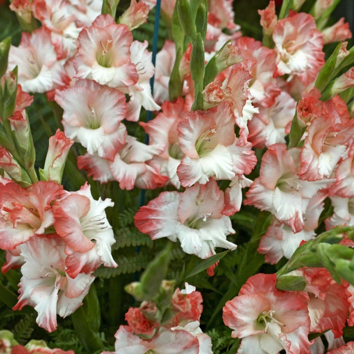 Gladiol Pink Lady - Gladiolus - hlízy mečíku - 3 ks