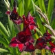 Gladiol Black Surprise - Gladiolus - hlízy mečíku - 3 ks