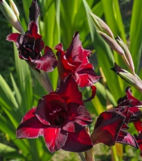 Gladiol Black Surprise - Gladiolus - hlízy mečíku - 3 ks