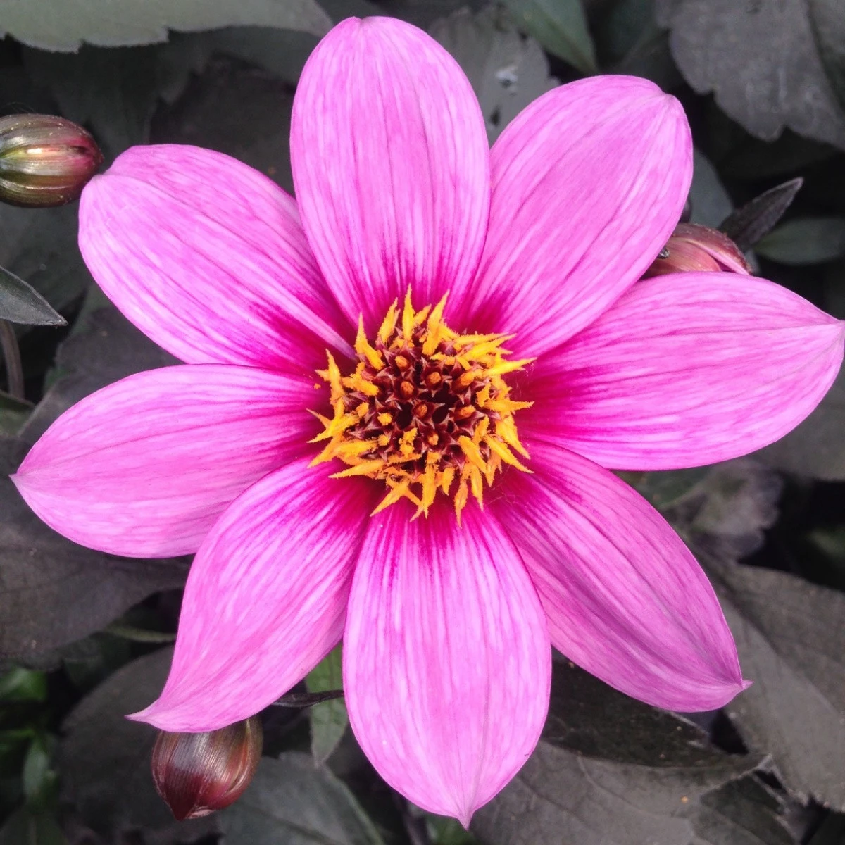 Jiřinka Mignon růžová - Dahlia - hlízy jiřinky - 1 ks