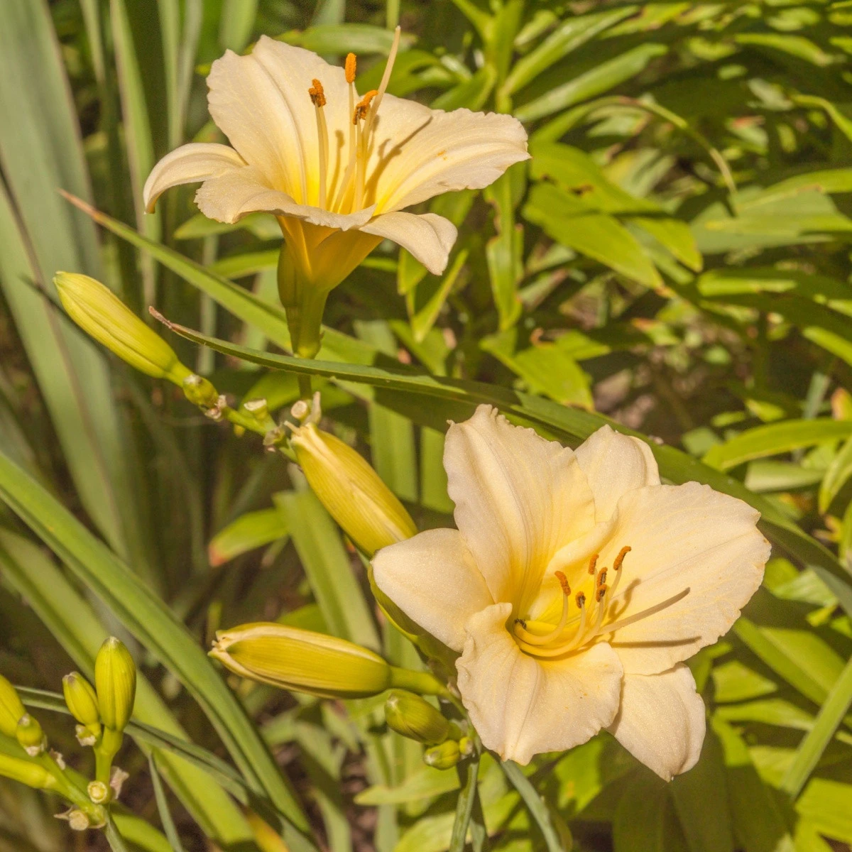 Denivka Longsfield Pearl - Hemerocallis - hlízy denivky - 1 ks