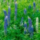 Lupina modrá - Lupinus - prostokořenné sazenice lupiny - 1 ks
