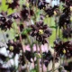 Orlíček plnokvětý černý - Aquilegia - prostokořenné sazenice orlíčku - 1 ks