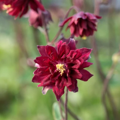 Orlíček plnokvětý červený - Aquilegia - prostokořenné sazenice orlíčku - 1 ks