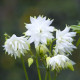 Orlíček plnokvětý bílý - Aquilegia - prostokořenné sazenice orlíčku - 1 ks
