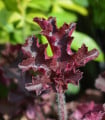 Dlužicha Melting Fire - Heuchera - semena dlužichy - 15 ks