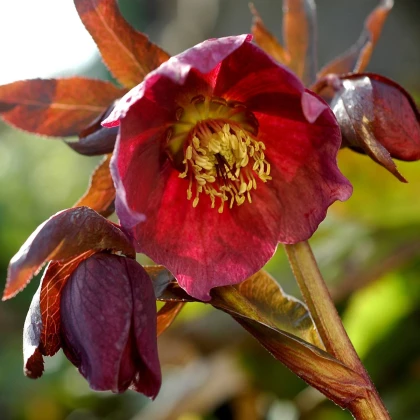 Čemeřice nachová - Helleborus purpurascens - prostokořenné sazenice čemeřice - 1 ks