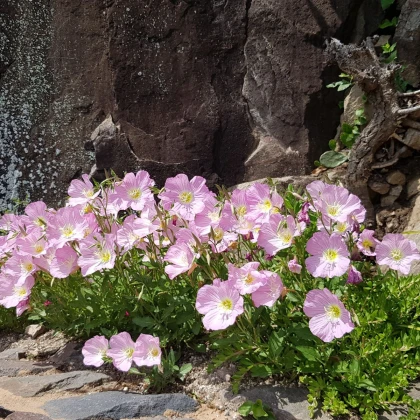 Pupalka růžová kobercová - Oenothera speciosa - semena pupalky - 50 ks