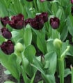 Tulipán Fringed Black - Tulipa - cibule tulipánu - 3 ks