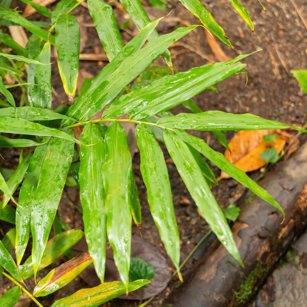 Aframom Rýhovaný - Aframomum sulcatum - semena aframomu - 5 ks