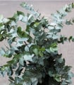 Eukalyptus Gunni - Blahovičník Gunnův - Eucalyptus gunni - semena eukalyptu - 10 ks