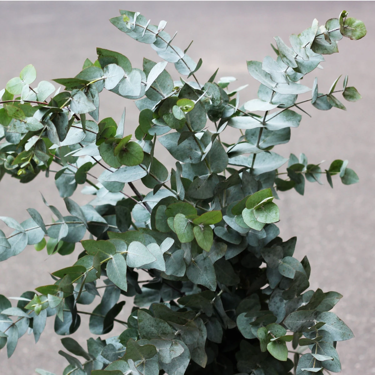 Eukalyptus Gunni - Blahovičník Gunnův - Eucalyptus gunni - semena eukalyptu - 10 ks