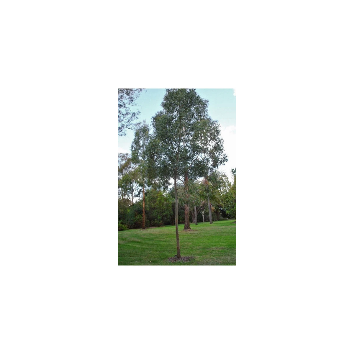 Eukalyptus Gunni - Blahovičník Gunnův - Eucalyptus gunni - semena eukalyptu - 10 ks