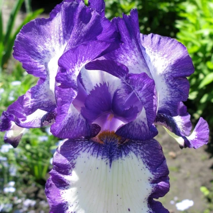 Kosatec německý Loop the Loop - Iris germanica - hlízy kosatce - 1 ks