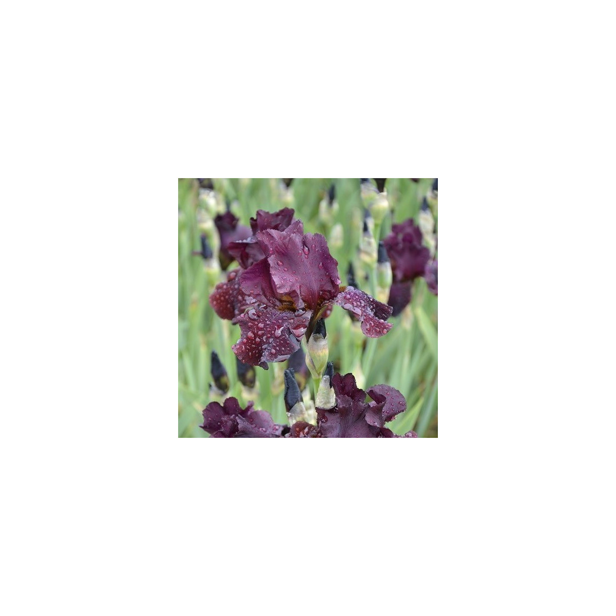 Kosatec nízký Cherry Garden - Iris pumila - hlízy kosatce - 1 ks