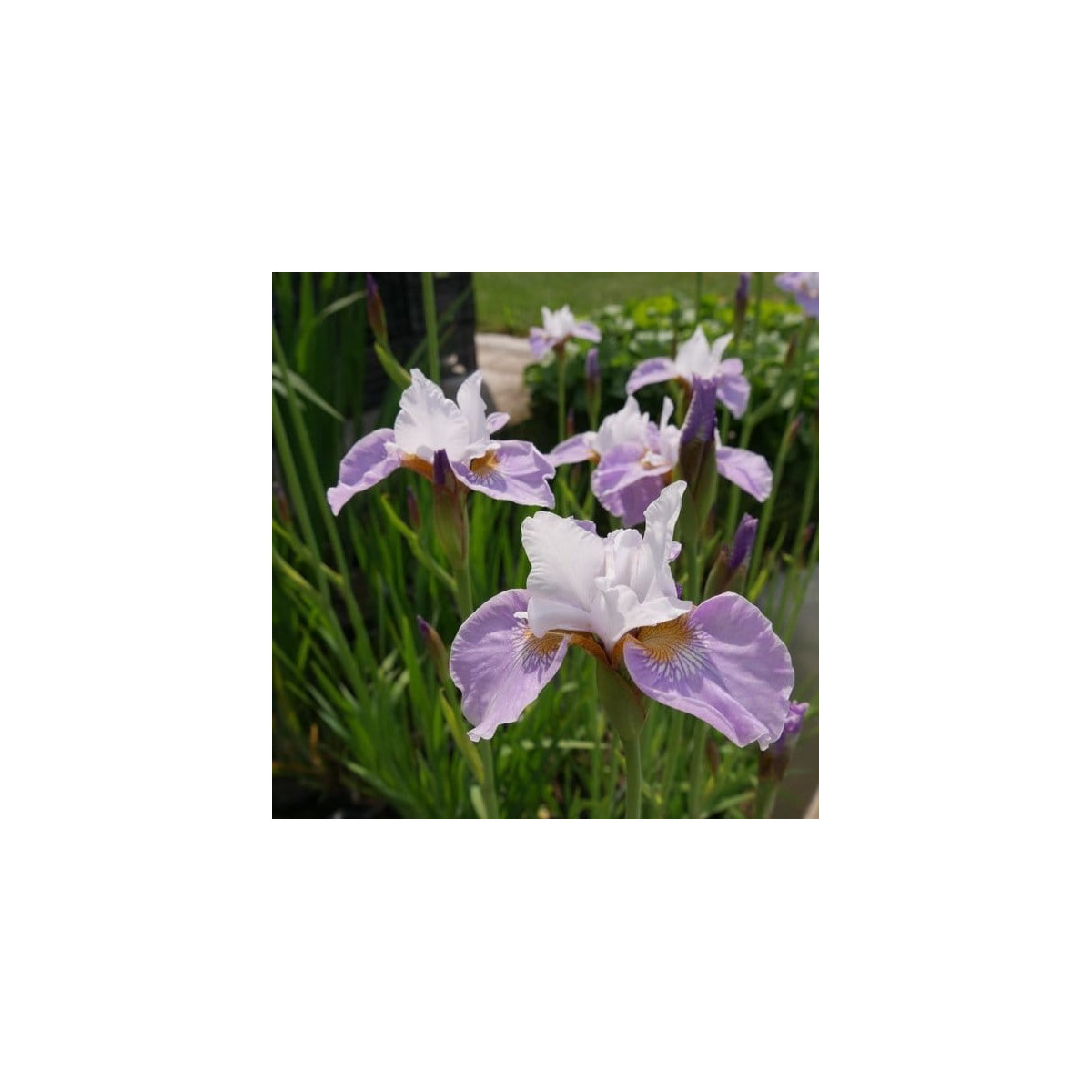 Kosatec sibiřský Kita-No-Seiza - Iris sibirica - hlízy kosatce - 1 ks