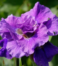 Kosatec sibiřský Concord Crush - Iris sibirica - hlízy kosatce - 1 ks